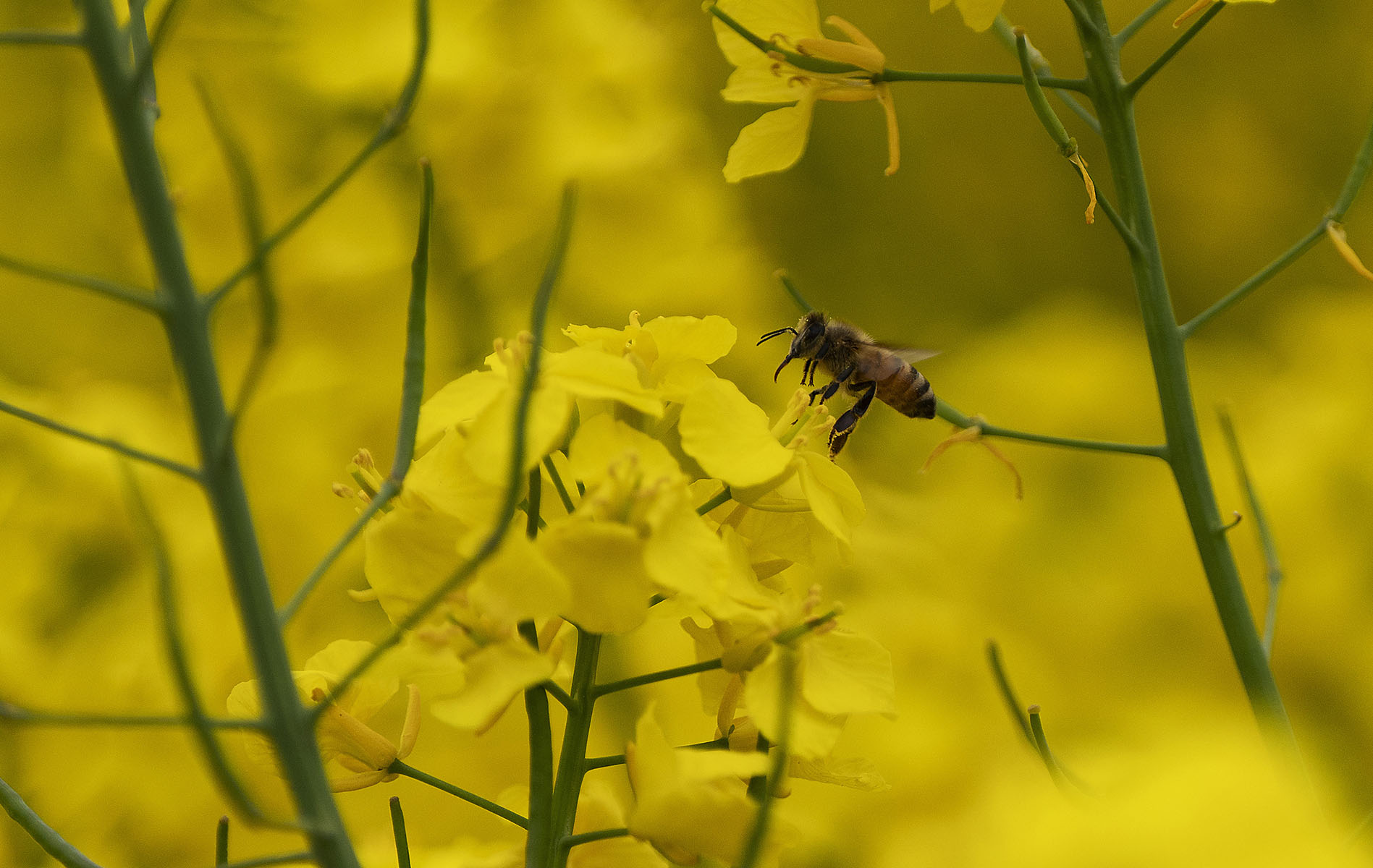 Rapshonig - Honigbiene sitzt auf einer leuchtend gelben Rapsblüte auf der Suche nach Nektar. 