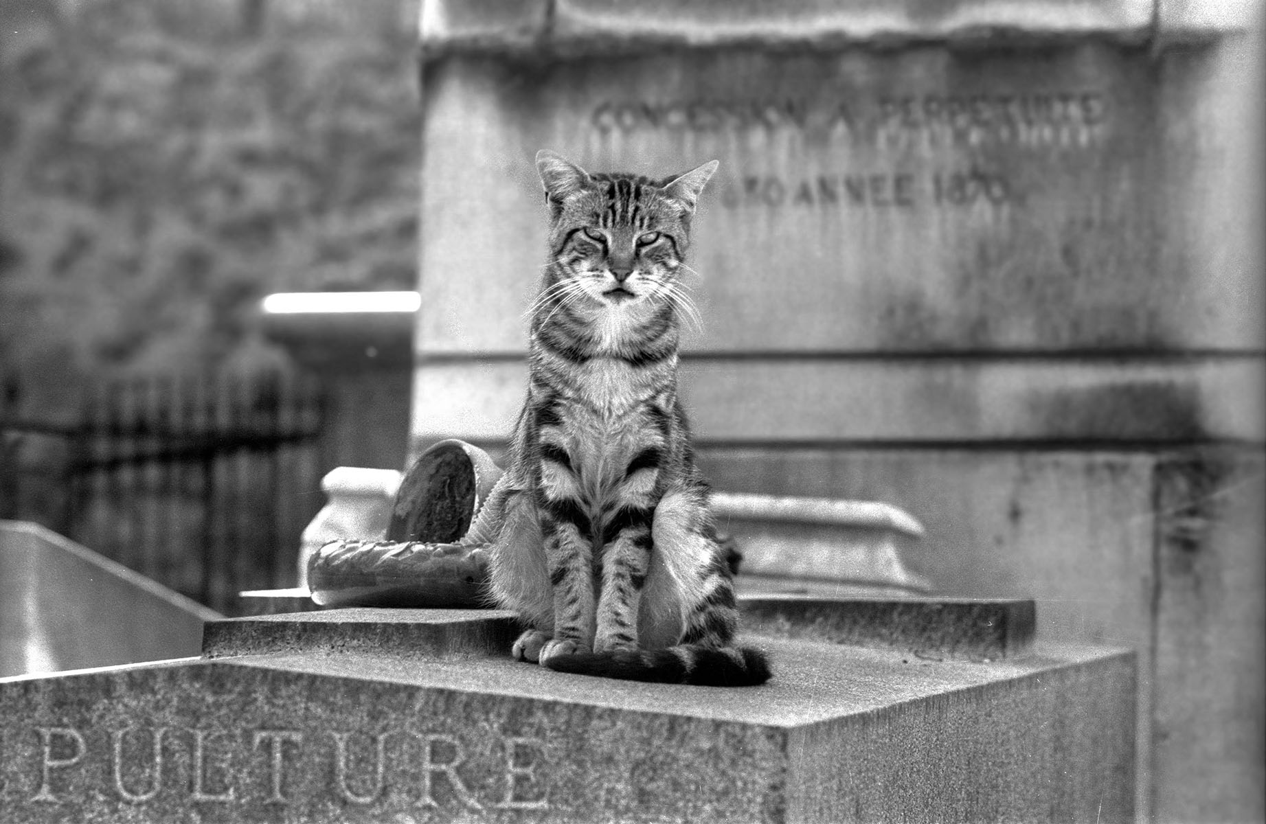 Die Katzen vom Cimetiere de Montmartre