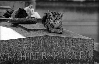 Die Katzen vom Cimetiere de Montmartre